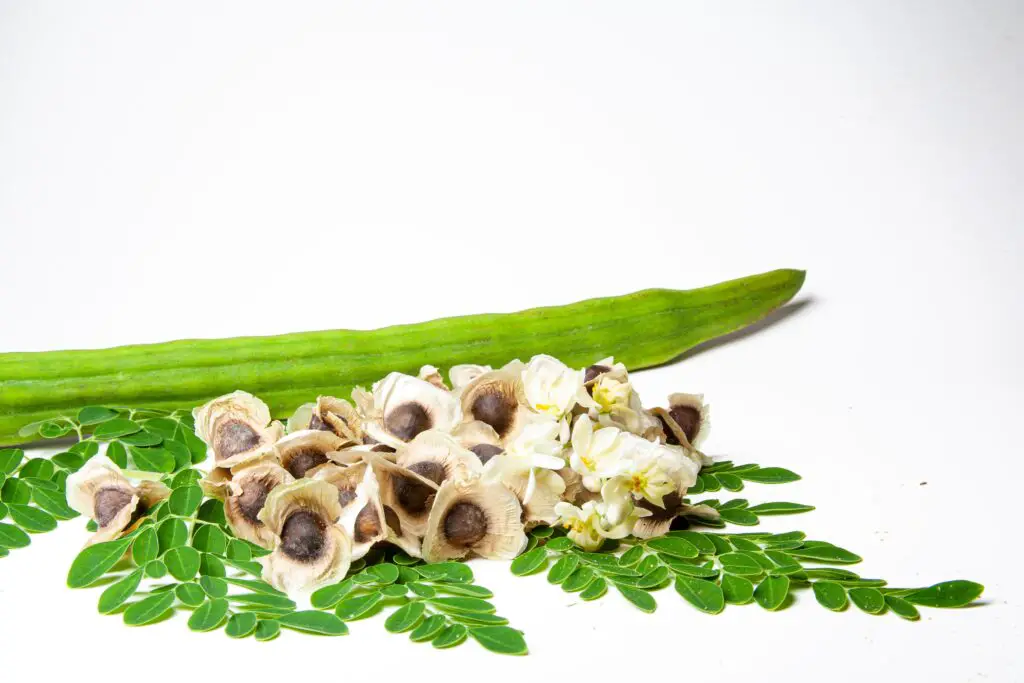 Moringa Powder Benefits for Females