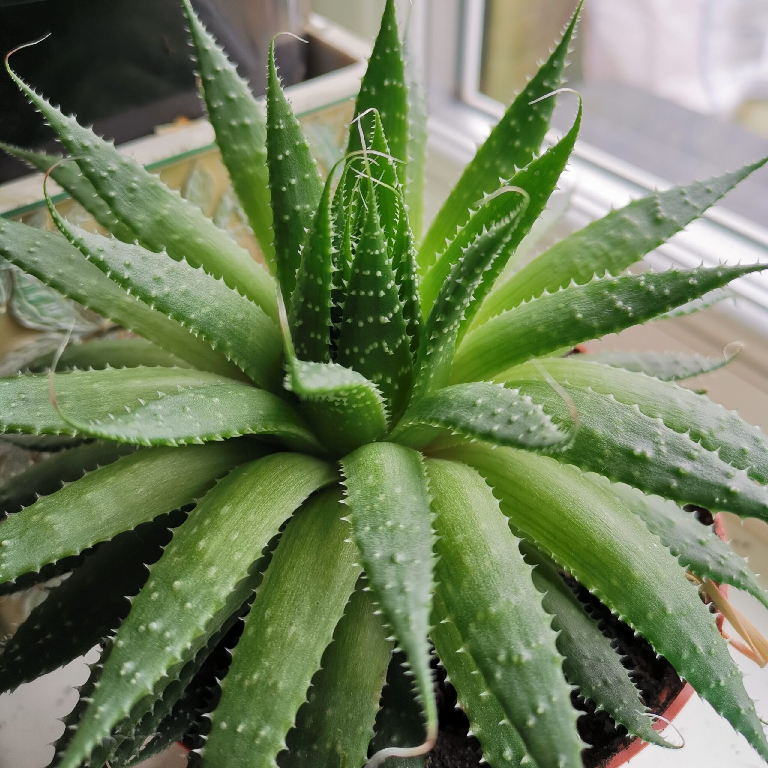 Benefits of Aloe Vera Juice