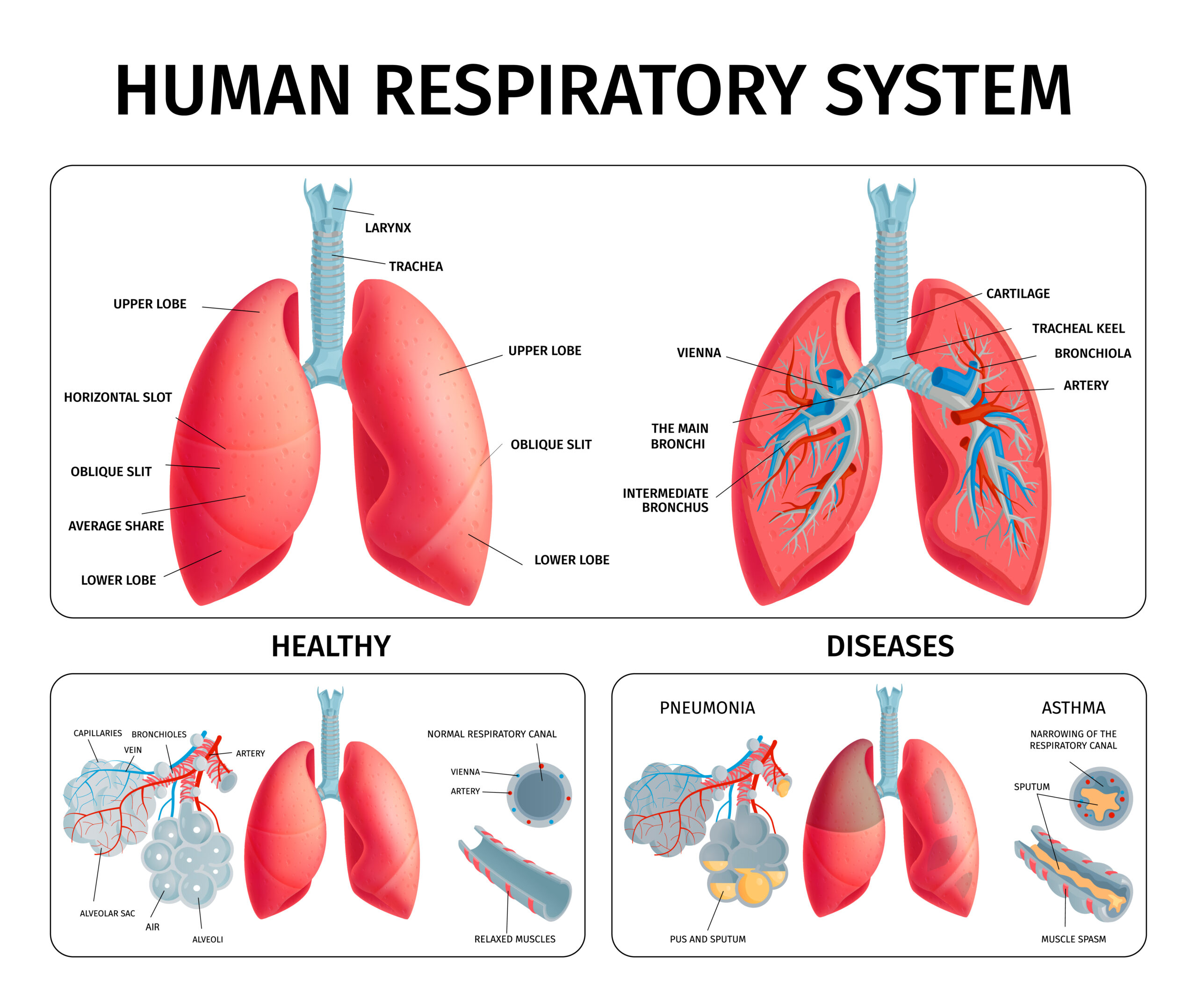 How to Make Your Lungs Strong