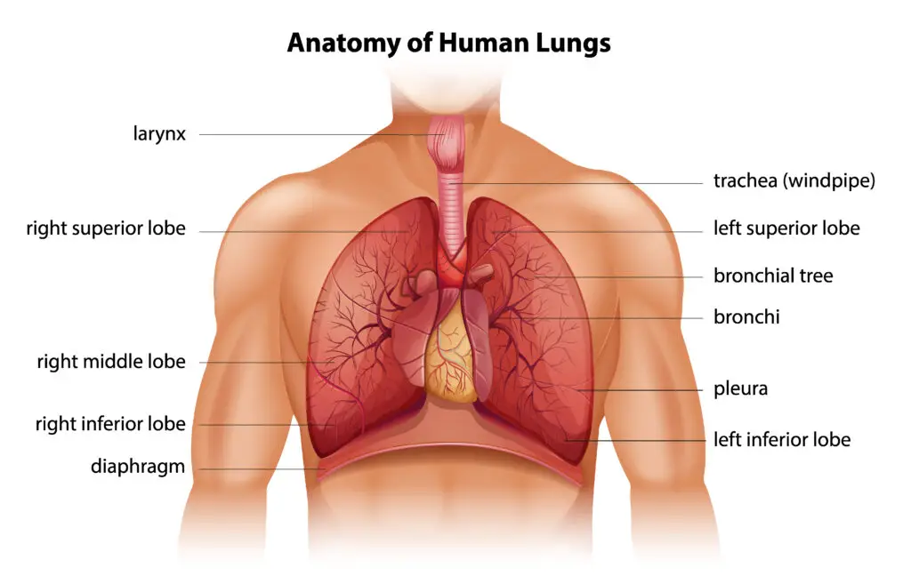 How to Make Your Lungs Strong