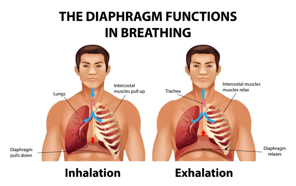 How to Make Your Lungs Strong