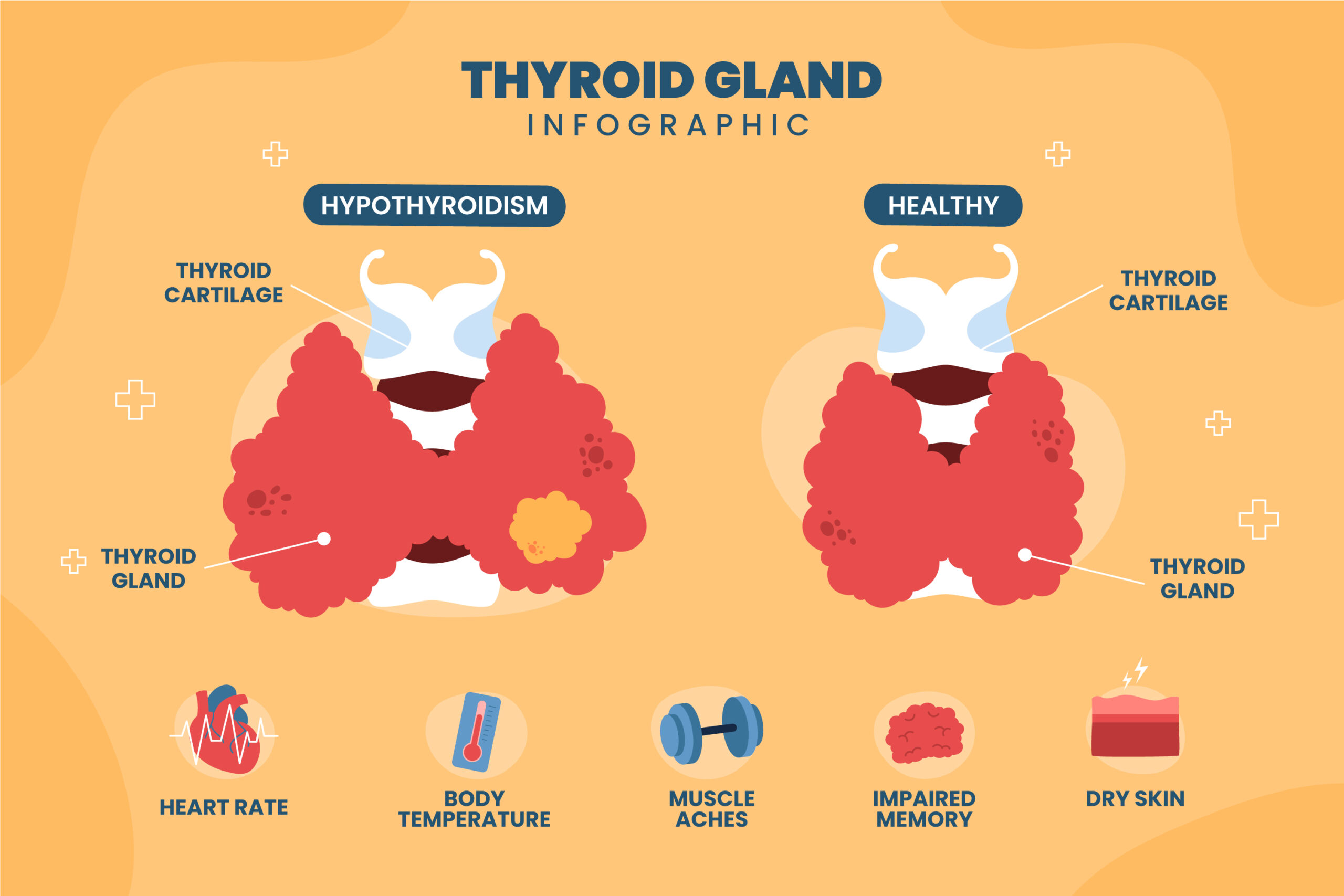 Thyroid